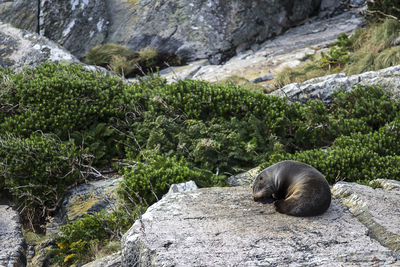 Seal sleep on the rock, milford sound, new zealand