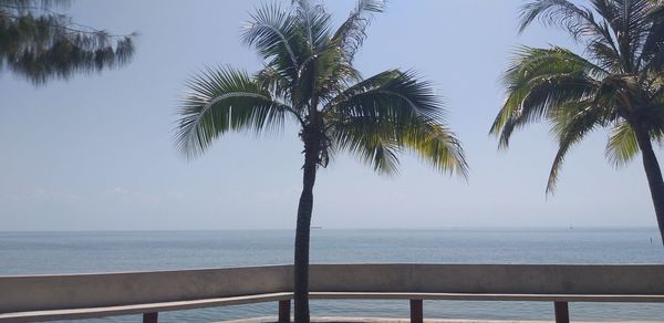 Palm tree by swimming pool against sky