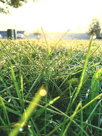 Close-up of grass growing on field against sky