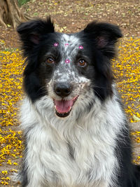 Close-up portrait of dog