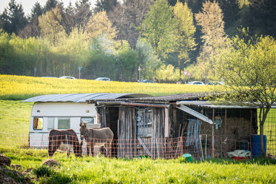 Abandoned house on field against trees and plants