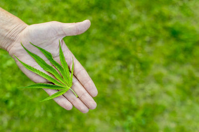 Cropped hand of person holding marijuana leaf