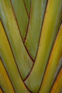 Full frame shot of multi colored leaves