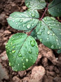 Close-up of raindrops on leaves