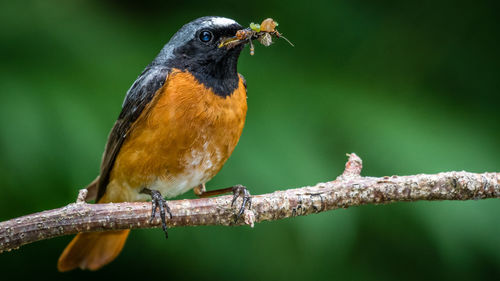 Close-up of bird perching on branch