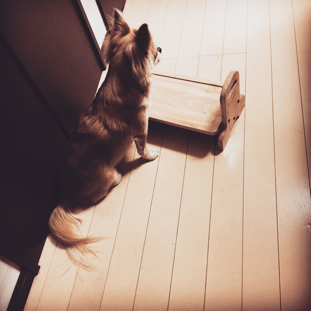 CLOSE-UP OF DOG ON HARDWOOD FLOOR IN BACKGROUND