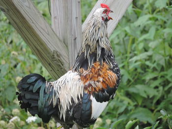 Close-up of rooster on field