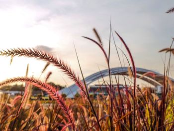 Close-up of fresh plants on field against sky