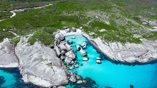 High angle view of plants growing on rock by sea