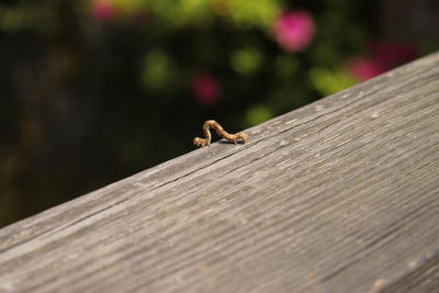 Close-up of insect on wood
