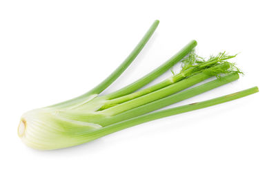 Close-up of green leaf against white background