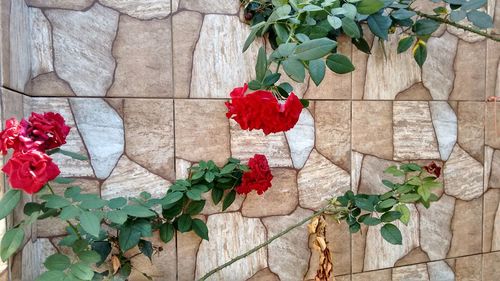 Close-up of plant growing on wall