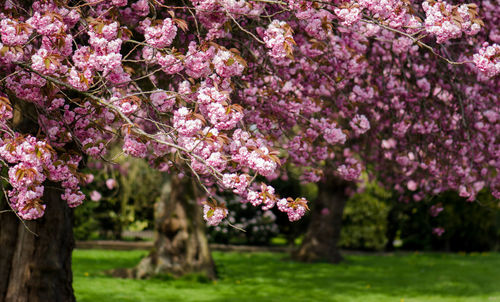 Pink flowers blooming in park