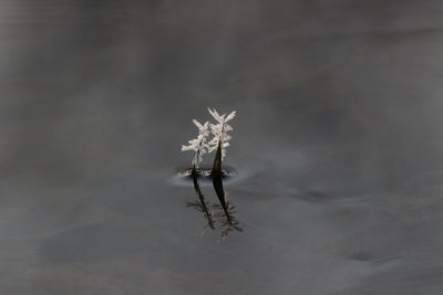 Frozen plants in lake