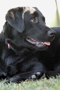 Close-up of black dog