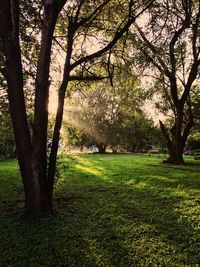 Trees on field