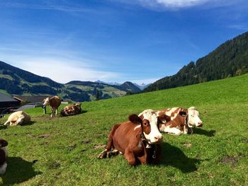 Cows grazing on grassy field