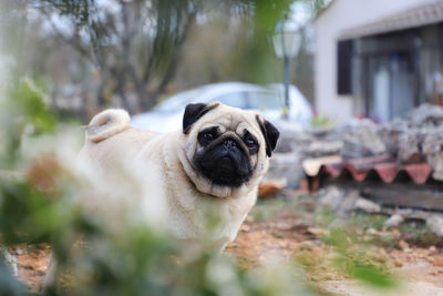 Portrait of dog