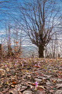 Scenic view of flowering plants and trees on field against sky