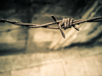 Close-up of barbed wire on plant