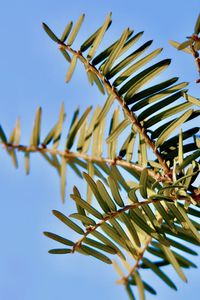 Low angle view of plant against clear sky