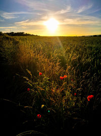 Scenic view of grassy field against sky during sunset