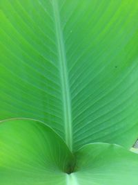 Full frame shot of leaf