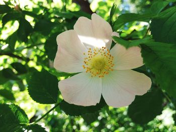 Close-up of white flower blooming outdoors