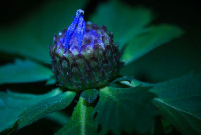 Close-up of purple flower