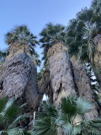 Low angle view of palm trees against sky