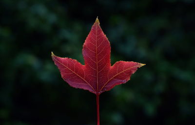 Close-up of red maple leaf on tree