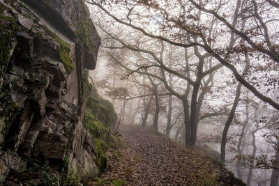 Scenic view of forest