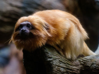 Close-up of a monkey looking away