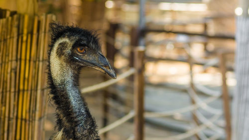 Close-up of a bird in cage