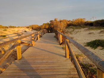 Boardwalk amidst plants on landscape against sky