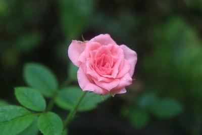 Close-up of pink rose