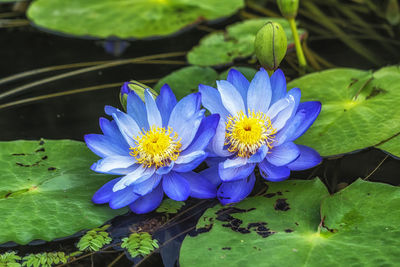 Close-up of purple water lily in lake