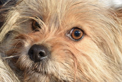 Close-up portrait of a dog