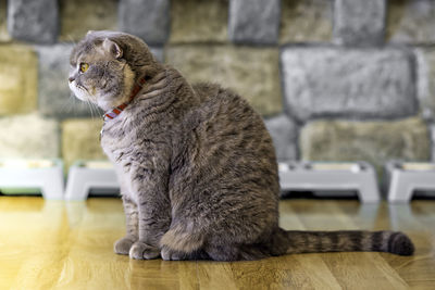 View of a cat looking away