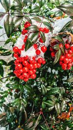 Close-up of red berries on tree