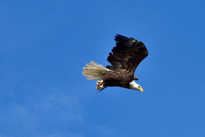 Low angle view of birds flying over white background