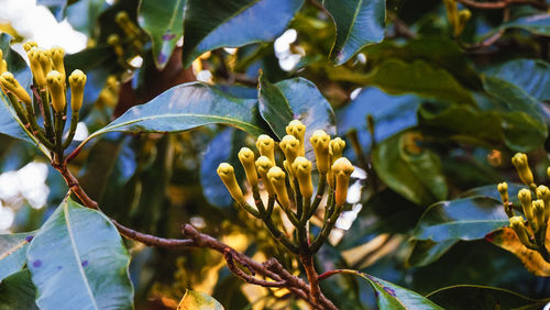 Close-up of flowering plant