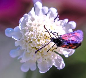 Close-up of insect on flower