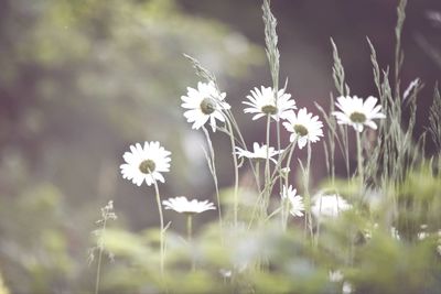 Close-up of white flowers