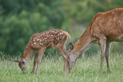 Deer grazing in a field