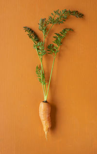 Close-up of plant against orange wall