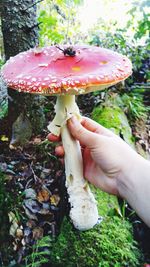 Close-up of hand holding mushroom