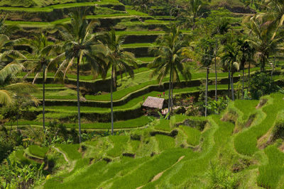 Panoramic view of palm trees on field