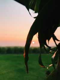 Close-up of lizard on tree against sky during sunset