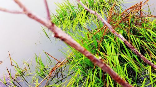 Close-up of plant growing on tree